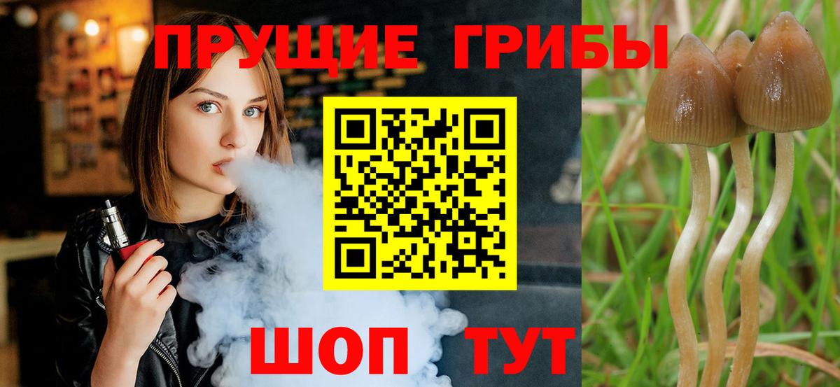 Псилоцибиновые грибы Magic Shrooms  Галлюциногенные грибы GOLDEN TEACHER  где купить наркоту  Богородск  Вход с VPN 